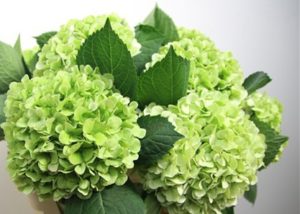 Hydrangeas-300x214.jpg